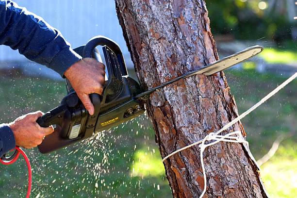 Best Hazardous Tree Removal  in Plymouth, OH